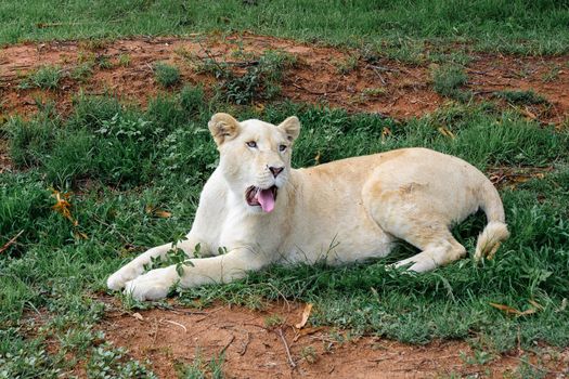 The white lion lying on the grass in South Africa.