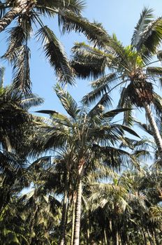 Palm Trees in Tenerife Canary Islands Spain