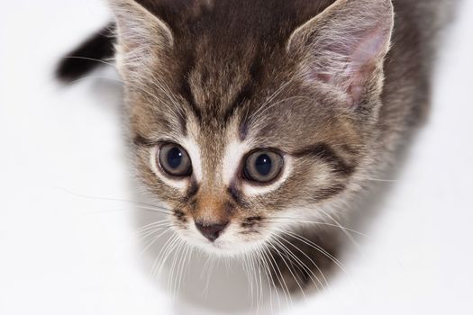 Detail of the small cute kitten - domestic cat