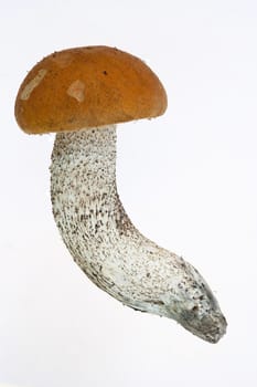 Detail of the orange birch boletus - edible mushroom