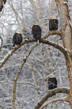 Portrait of an eagle sitting on a snow branch. Haliaeetus leucocephalus washingtoniensis.