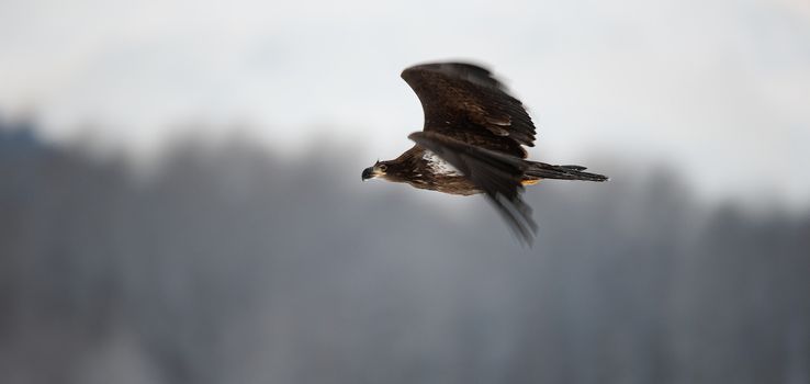 flying bald eagle ( Haliaeetus leucocephalus ). 