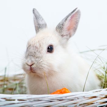 White rabbit with carrot on the hay