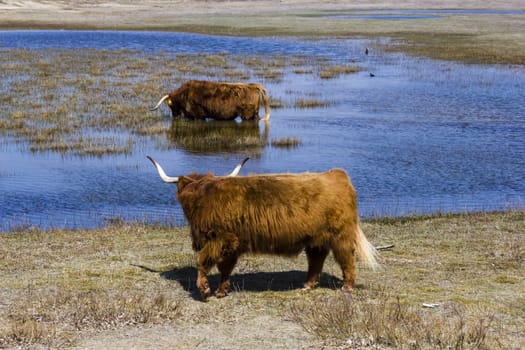 Cattle scottish Highlanders, Zuid Kennemerland, Netherlands