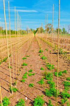 Bamboo Sticks Supporting Young Plants in the Netherlands