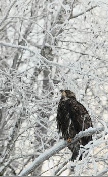 Portrait of an eagle sitting on a snow branch. Haliaeetus leucocephalus washingtoniensis. flying bald eagle ( Haliaeetus leucocephalus ). 