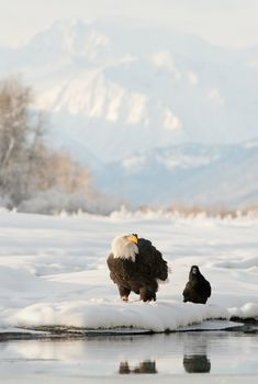flying bald eagle ( Haliaeetus leucocephalus ) and Black Raven.  Winter