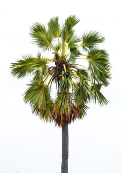 Large palm branches are sharp on white background