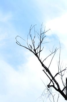 Twigs branching of dead tree in the sky
