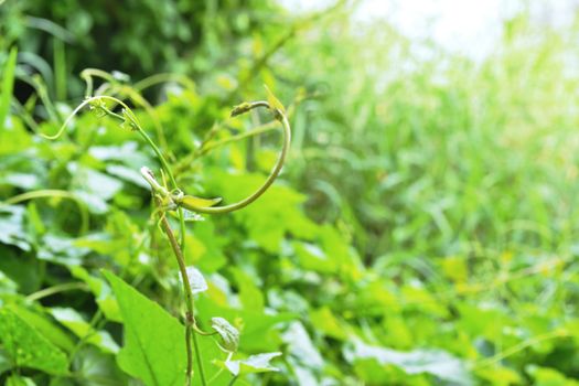 the vine ivy of plant in nature