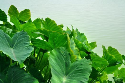 Caladium bicolor is Queen of the Leafy Plants