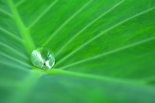 Drops of water on a lotus leaf in nature