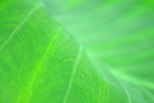 green lotus leaf in rainy season