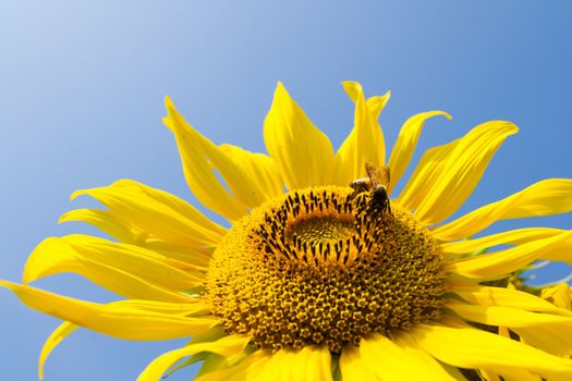 Sunflower and bee in the blue sky