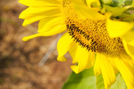 Sunflower is blossoming in the gardens .