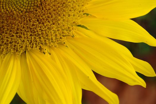 Sunflower is blossoming in the gardens .