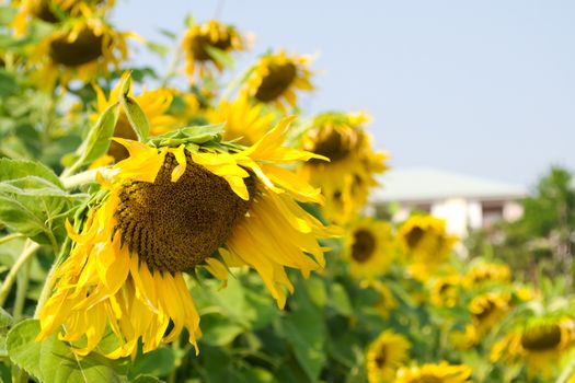 Sunflower blossoming and bee in the gardens