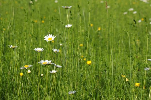meadow with white wild flowers and green grass