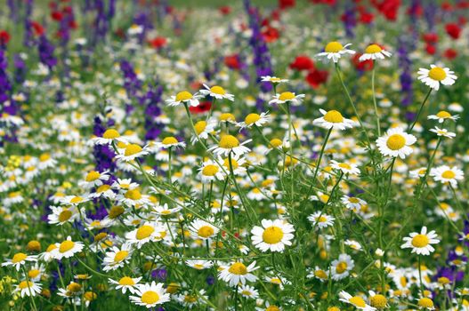 meadow with wild flowers spring season