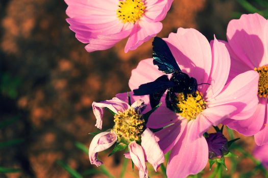 Cosmos flowers and bee in the garden