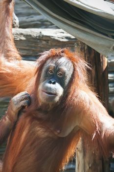 Cute photo of great ape red Bornean Orangutan