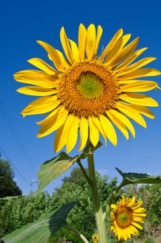 Beautiful close-up photo of big yellow sunflower