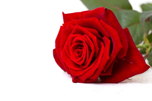 red rose isolated on white background