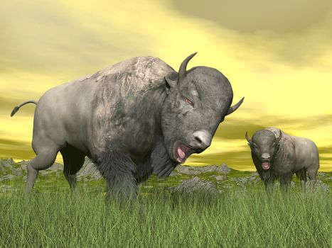Two bisons with tongue out of mouth standing in the green grass by yellow sunset