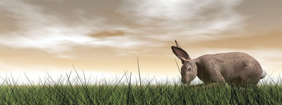 One quiet hare standing in the grass by brown sunset