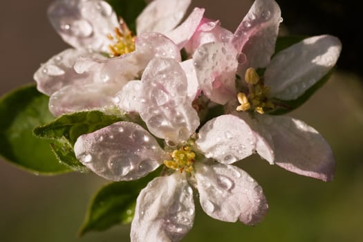 Sunshine after the rain on apple blossom in april