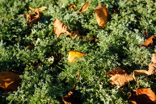 Autumn yellow leaves fallen on thuja shot outdoors