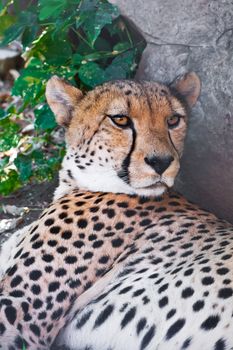 Beautiful close-up portrait of young graceful Cheetah