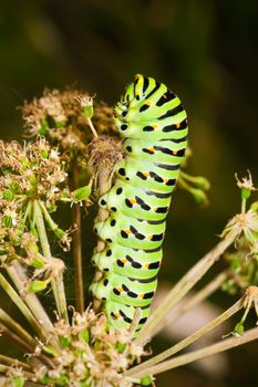 Nice macro photo of big green caterpillar