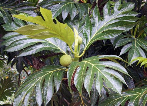 Fruit and leafs of the breadfruit tree, Caribbean