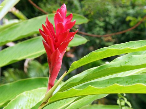 Beautiful blossom of Red Ginger, Caribbean