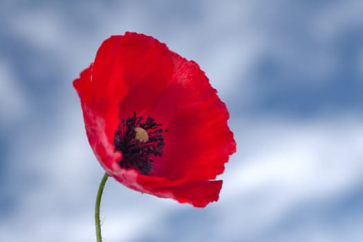 Flower of red poppy on background of blue sky