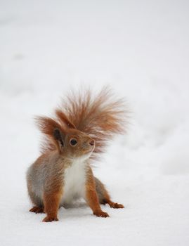 Squirrel on the snow