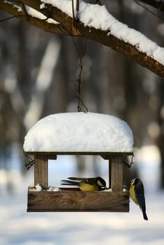 Two titmouses near the feeder in a winter park