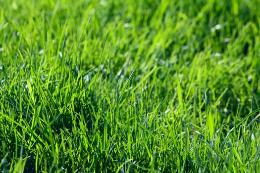 Field with a green grass