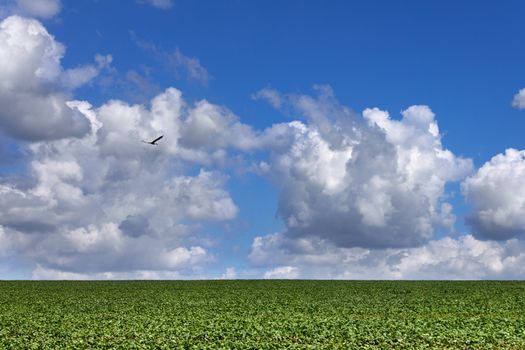 Soybean Field in sunny day