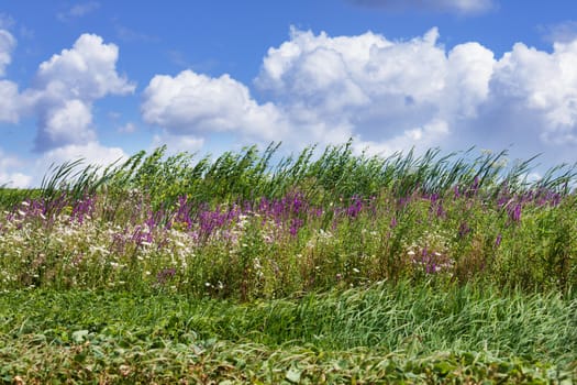 Wild flowers on the field