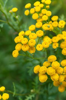 Yellow tansy flowers