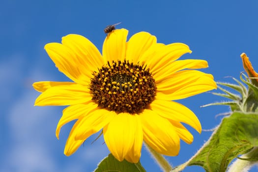Sunflower over blue sky