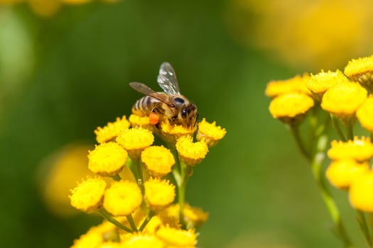 Yellow tansy flowers and bee