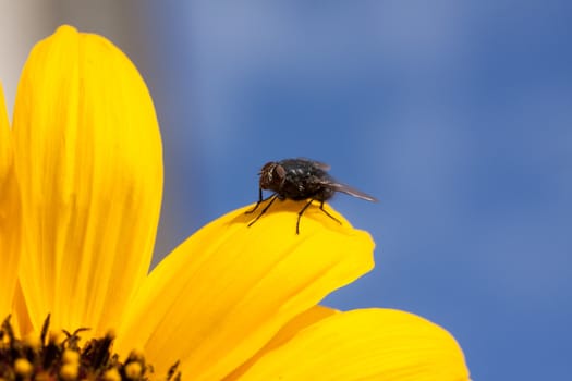 Sunflower over blue sky