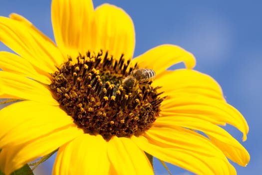 Sunflower over blue sky