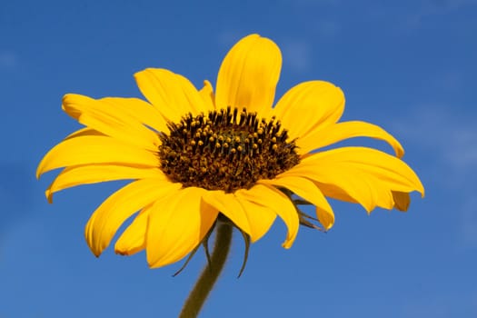 Sunflower over blue sky