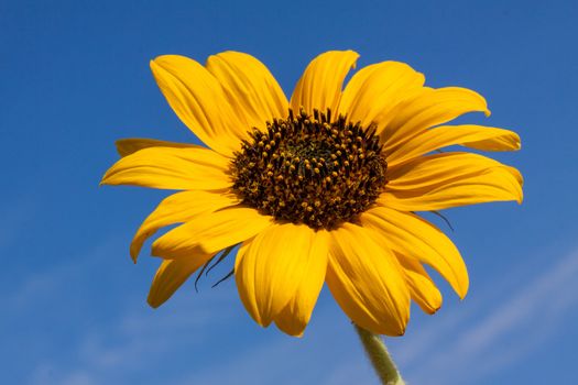 Sunflower over blue sky