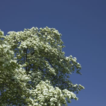 Dogwood tree in bloom against blue sky