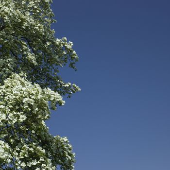 Dogwood tree in bloom against blue sky